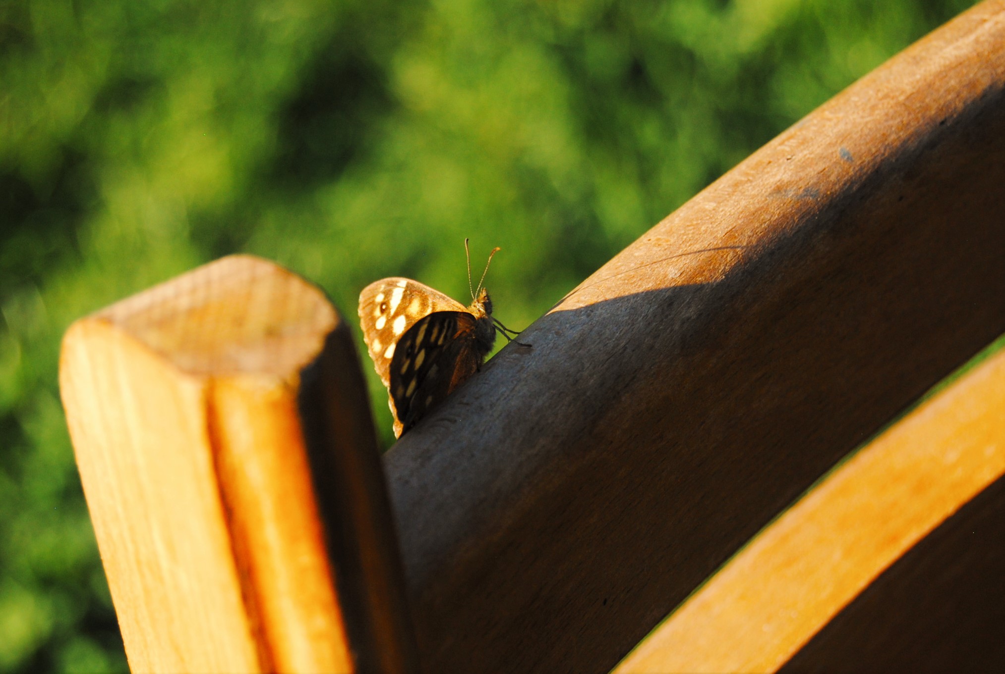 vlinder op tuinpoort